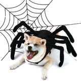 Small dog wearing a funny spider costume with web backdrop, perfect for Halloween parties and photos.